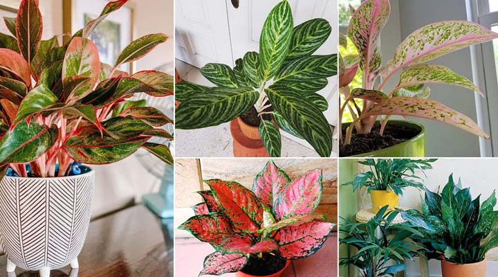 انواع آگلونما