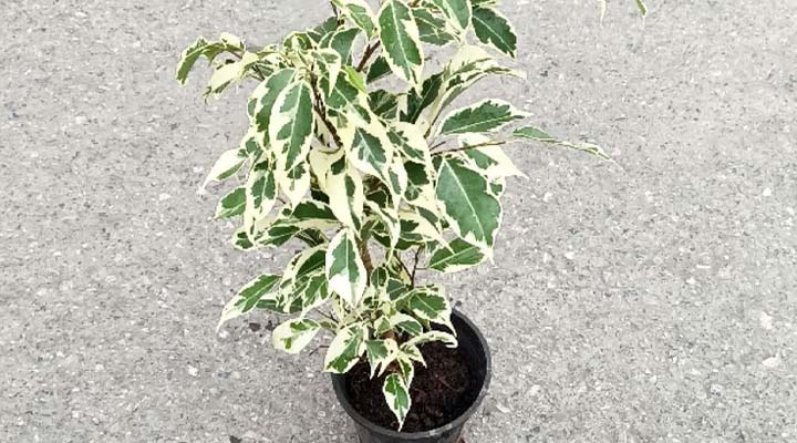 گیاه بنجامین ابلق