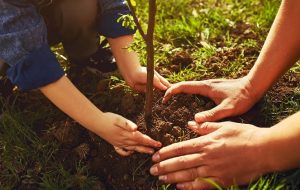 ۷ مرحله کاشت درخت + نکات مهم در کاشت درخت میوه