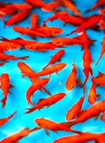 توصیه هایی حیاتی درباره خرید ماهی قرمز