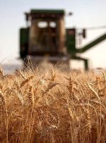 رتبه سیزدهم ایران در تولید گندم در سال ۲۰۲۲