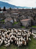 کمک گوسفندان به میراث فرهنگی