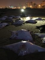 قتل عام وحشتناک این ماهی ها در ساحل غزه به خاطر ساخت اکسیر چینی!