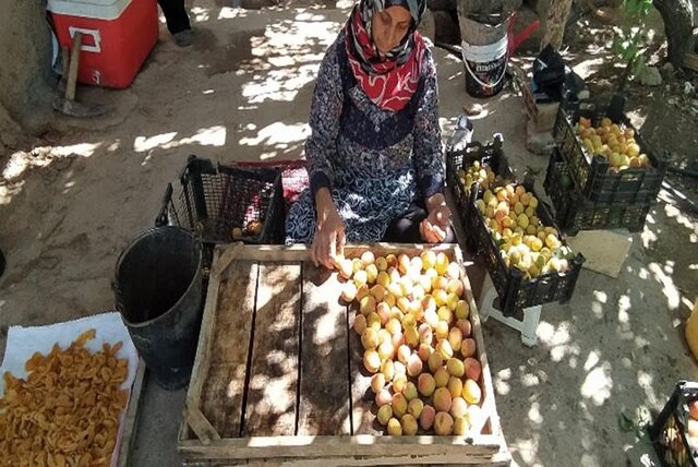 «برگه زردآلو» ثبت می‌شود؟