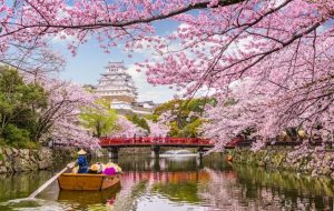 شکوفه‌های گیلاس ژاپن عجله کردند