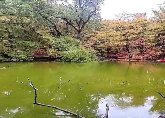 طبیعت بی نظیر «جعفرآباد ملک» برای گردشگران/ مرداب و آبشار در دل جنگل بکر