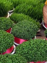 قیمت گل و سبزه عید در رزوهای پایانی سال/ جدیدترین قیمت انواع سبزه، لاله و سنبل را ببینید