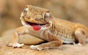 لحظه حیرت انگیز دویدن مارمولک روی آب! + فیلم