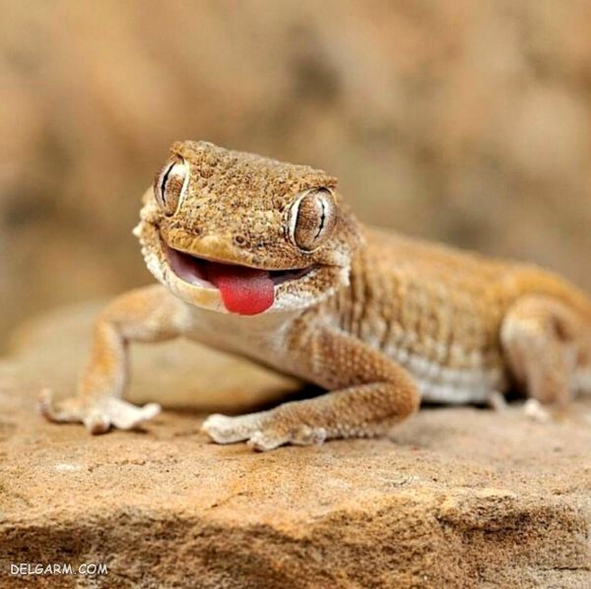 لحظه حیرت انگیز دویدن مارمولک روی آب! + فیلم