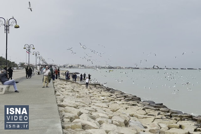 ویدیو / «شالوها»، اولین میهمان‌های نوروزی بوشهر