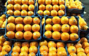 پرتقال مازندران به چین رسید!