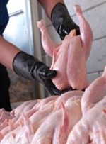 کاهش قیمت مرغ در بازار