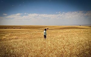 استفاده از آب سبز مهمترین اهداف طرح جهش تولید در دیمزارها