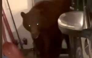 یک خرس سیاه مهمان ناخوانده زوج کالیفرنیایی + عکس