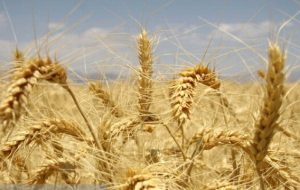 سخنگوی دولت: قیمت خرید گندم از کشاورزان، ۱۵ هزار تومان