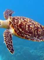 تخریب زیستگاه لانه گذاری، بلای جان لاکپشت های دریایی