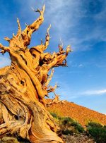 رازهای پنهان در دل پیرترین درخت دنیا