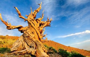 رازهای پنهان در دل پیرترین درخت دنیا