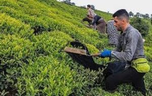 آغاز برداشت برگ سبز چای/خرید تضمینی با مباشرت سازمان چای انجام میشود آغاز برداشت برگ سبز چای/خرید تضمینی با مباشرت سازمان چای انجام میشود