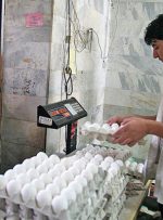 تخم مرغ ۳۰ تایی موجود نیست / رشد ۵۰ درصدی قیمت تخم مرغ