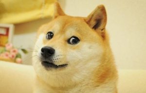 توییتر لوگوی پرنده را به تصویر Doge تغییر داد، قیمت Dogecoin پس از تغییر 23 درصد افزایش یافت – بیت کوین نیوز