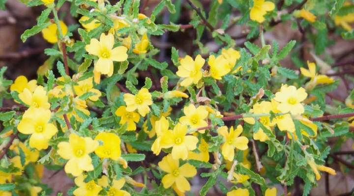 دامیانا - مقدار مصرف دامیانا