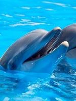 شنا کردن دیدنی گله دلفین ها در نزدیکی سواحل کیش! + فیلم