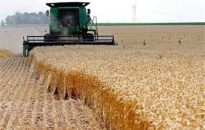 قیمت گندم تا چهارشنبه اعلام می‌شود
