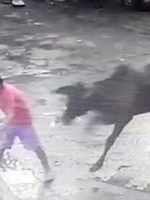 مرگ وحشتناک دختربچه ۵ ساله توسط یک گاو! + فیلم مرگ وحشتناک دختربچه ۵ ساله توسط یک گاو! + فیلم