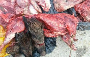 کشف ۳ تن گوشت گراز و خوک در شمال تهران