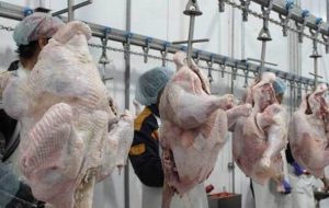 یزد به قطب تولید گوشت بوقلمون کشور تبدیل می شود یزد به قطب تولید گوشت بوقلمون کشور تبدیل می شود