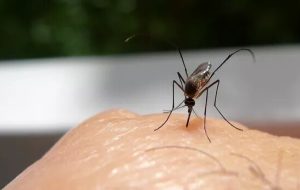 ۷دلیلی که پشه‌ها به شما حمله می‌کنند