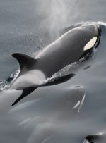 CoinMarketCap برای راه‌اندازی نمایش مسابقه «نهنگ قاتل».