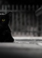 روانشناسی رنگ سیاه؛ نماد تاریکی یا قدرت و پختگی؟