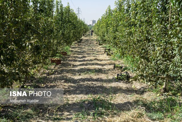 باغ سیب مهرشهر زخم تبر سال‌های گذشته را از یاد برده است