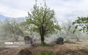 باغ سیب مهرشهر زخم تبر سال‌های گذشته را از یاد برده است