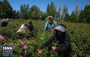 ویدیو/ برداشت گل محمدی در روستاهای مشهد