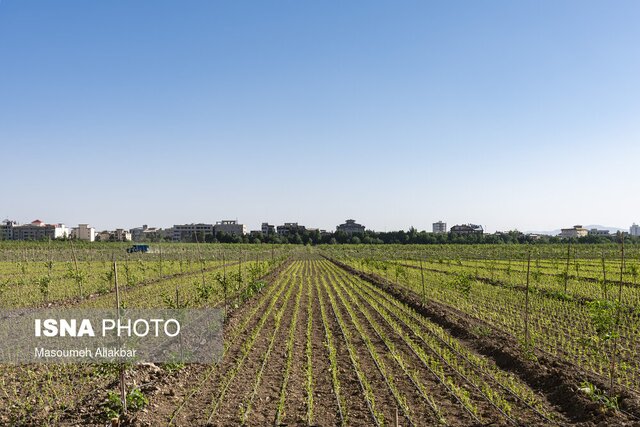 باغ سیب مهرشهر زخم تبر سال‌های گذشته را از یاد برده است