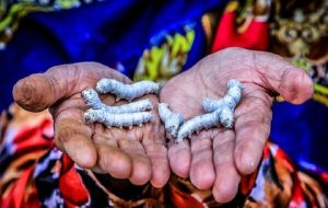جشن ثبت جهانی پرورش کرم ابریشم ایران برگزار می‌شود