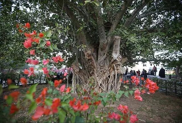 درخت سبز کیش چرا کچل شد؟