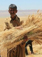 دلالان مترصد قاچاق گندم داخلی به خارج کشور/ دولت در ‌اعلام نرخ خرید تضمینی گندم تسریع کند