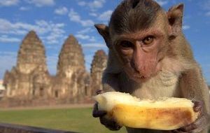 میمون عجیبی که خودش حیوان خانگی دارد! + فیلم