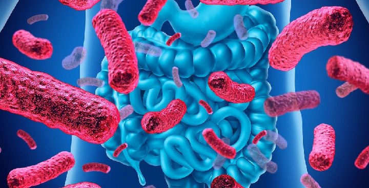 میکروبیوم روده چیست