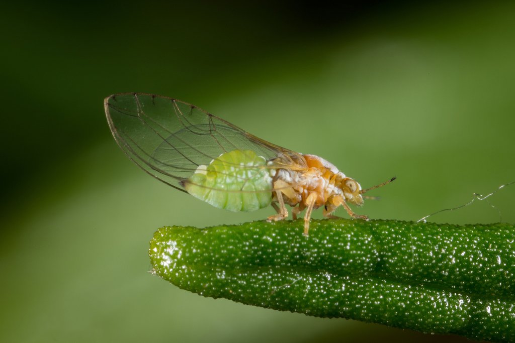 حشره پسیل گز