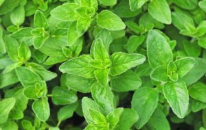 پونه کوهی یا اورگانو؛ تفاوت آن با پونه و ۶ خاصیت آن برای سلامتی پونه کوهی یا اورگانو؛ تفاوت آن با پونه و ۶ خاصیت آن برای سلامتی