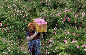 جاذبه‌های لاله‌زار میزبان گردشگران/ راه‌اندازی تورهای گردشگری به مقصد خنک‌ترین نقطه کرمان