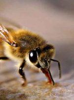 زهر زنبور عسل و خواصی درمانی بی کران!