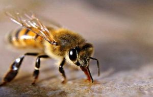 زهر زنبور عسل و خواصی درمانی بی کران!