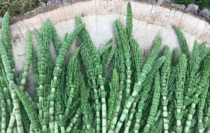 گیاه دم اسب؛ خواص و عوارض + مقدار مصرف ایمن