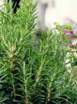 تکثیر رزماری؛ روش کاشت و نگهداری این گیاه خوش‌عطروطعم